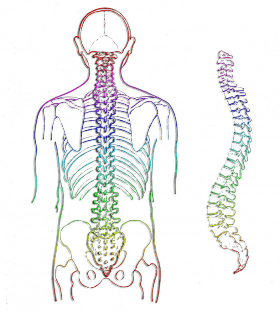 Diagram of a human spine